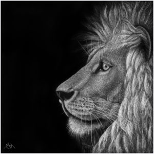 Lion2