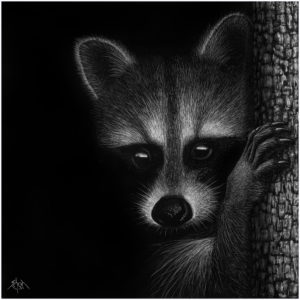 Raccoon