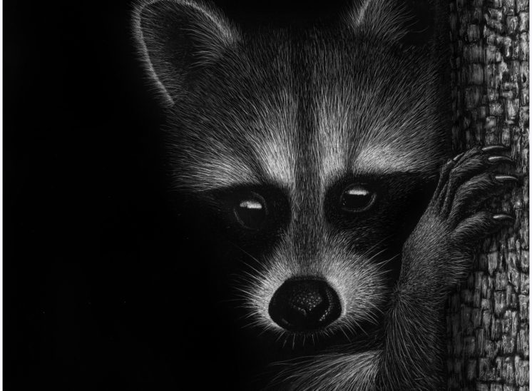 Raccoon